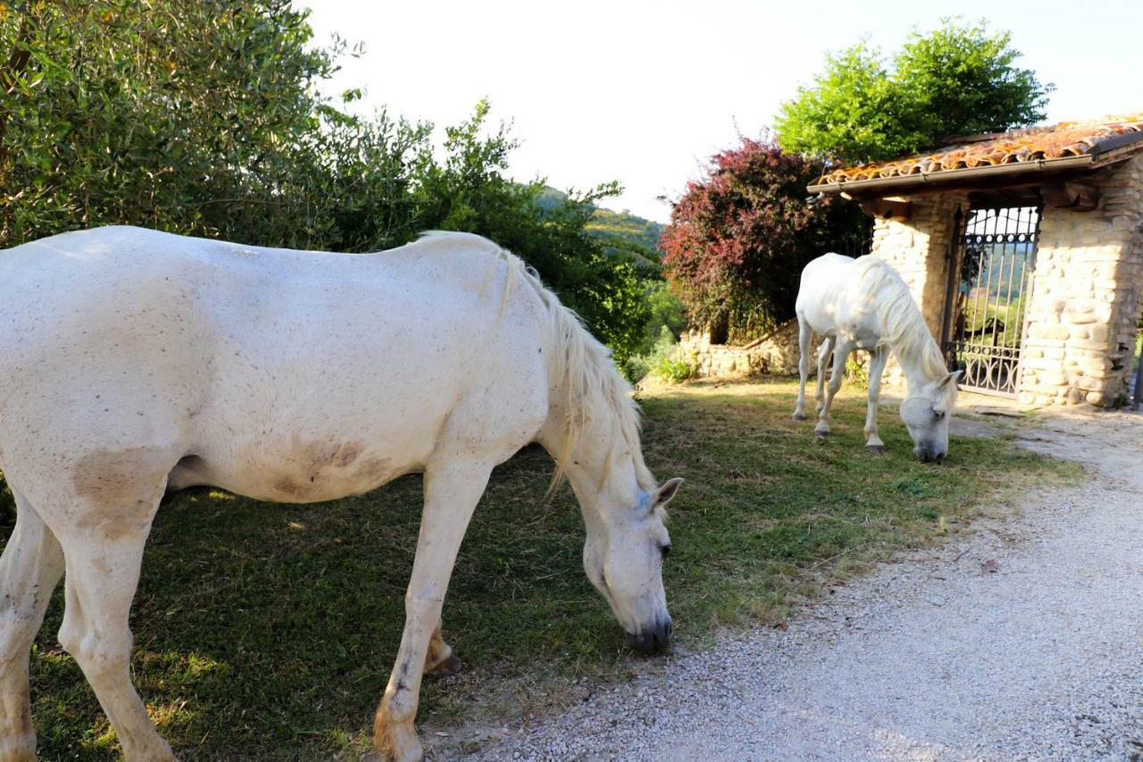 Agriturismo La Tana Città di Castello Exteriér fotografie